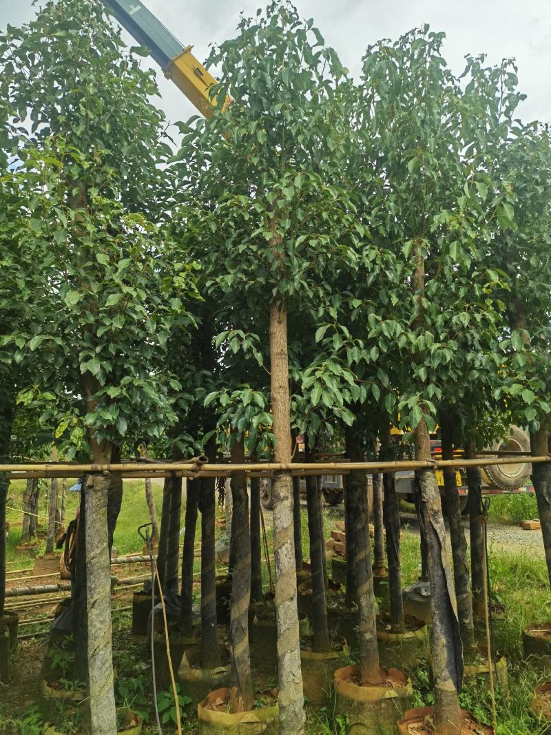 香樟六分八分十分，欢迎订购来电