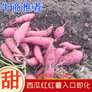 回购率高,西瓜红湖北红薯3两以上口感脆甜一手货源