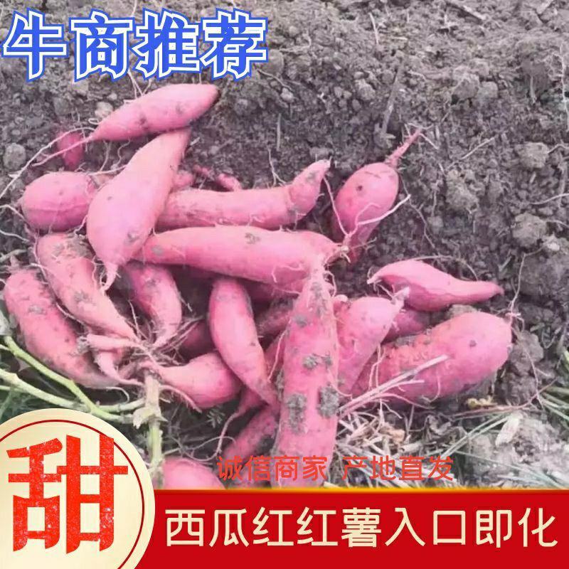 回购率高,西瓜红湖北红薯3两以上口感脆甜一手货源