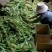 甜玉米笋新鲜水果嫩玉米芯蔬菜玉米棒仔粒罗汉笋粗粮批发包邮