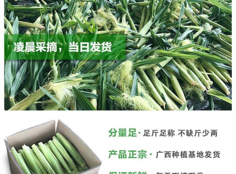 甜玉米笋新鲜水果嫩玉米芯蔬菜玉米棒仔粒罗汉笋粗粮批发包邮