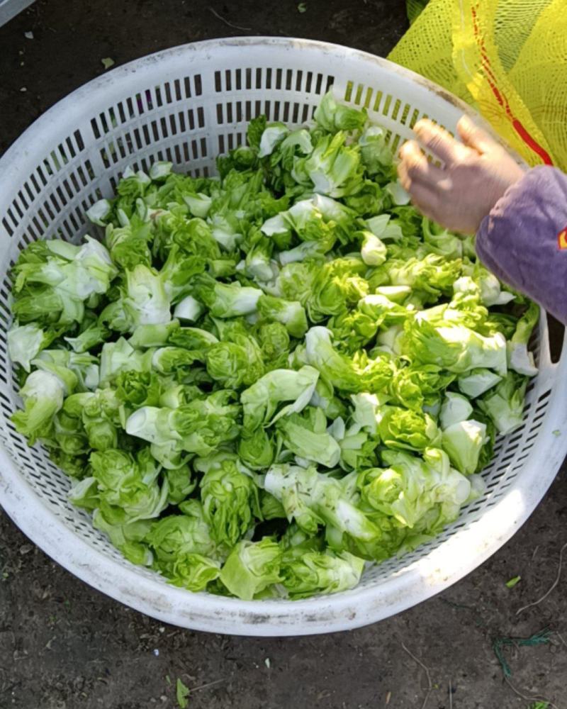 优质砀山儿菜大量上市货源充足诚信合作欢迎采购
