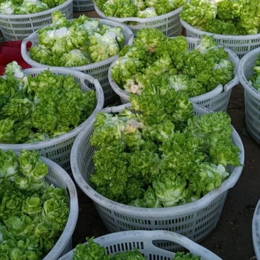 优质砀山儿菜大量上市货源充足诚信合作欢迎采购