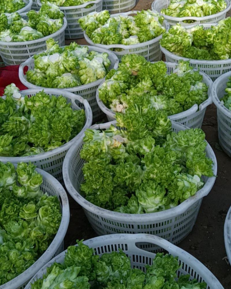 优质砀山儿菜大量上市货源充足诚信合作欢迎采购