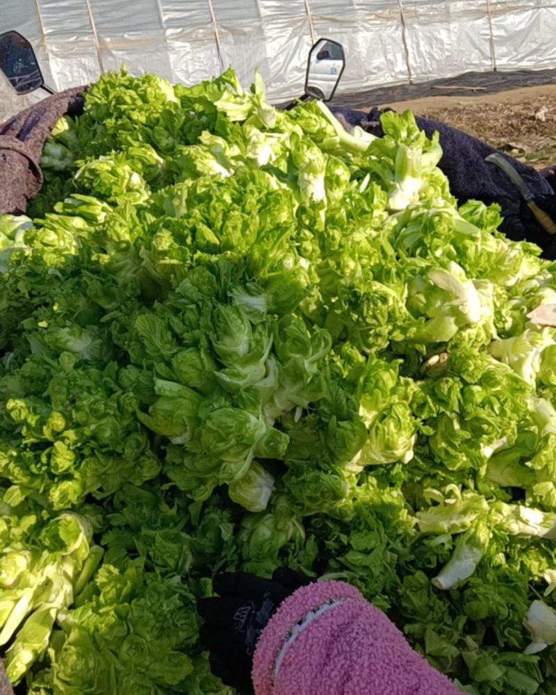 优质砀山儿菜大量上市货源充足诚信合作欢迎采购