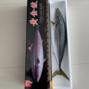 深海黄金鲅鱼，非马鲛鱼，𫚕鱼10斤-22斤全国冷链物流