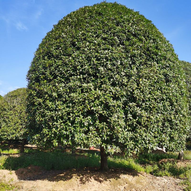 精品桂花8公分至30公分的乔灌木常绿植物
