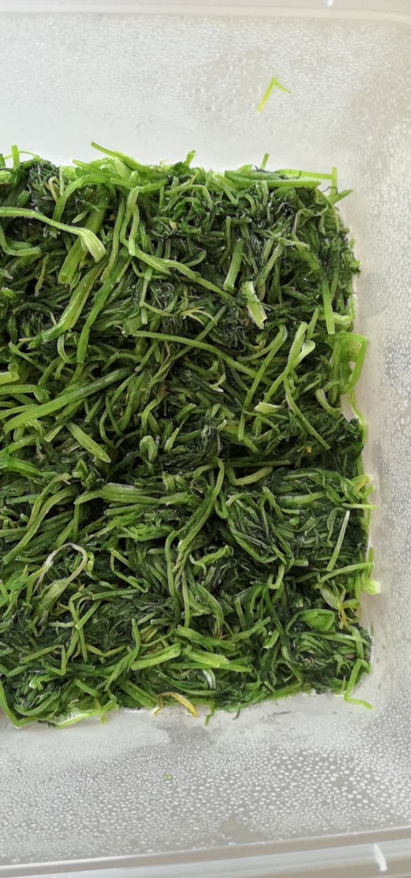 茴香新鲜嫩茴香包饺子必备冷冻茴香茴香苗茴香菜茴香鲜菜