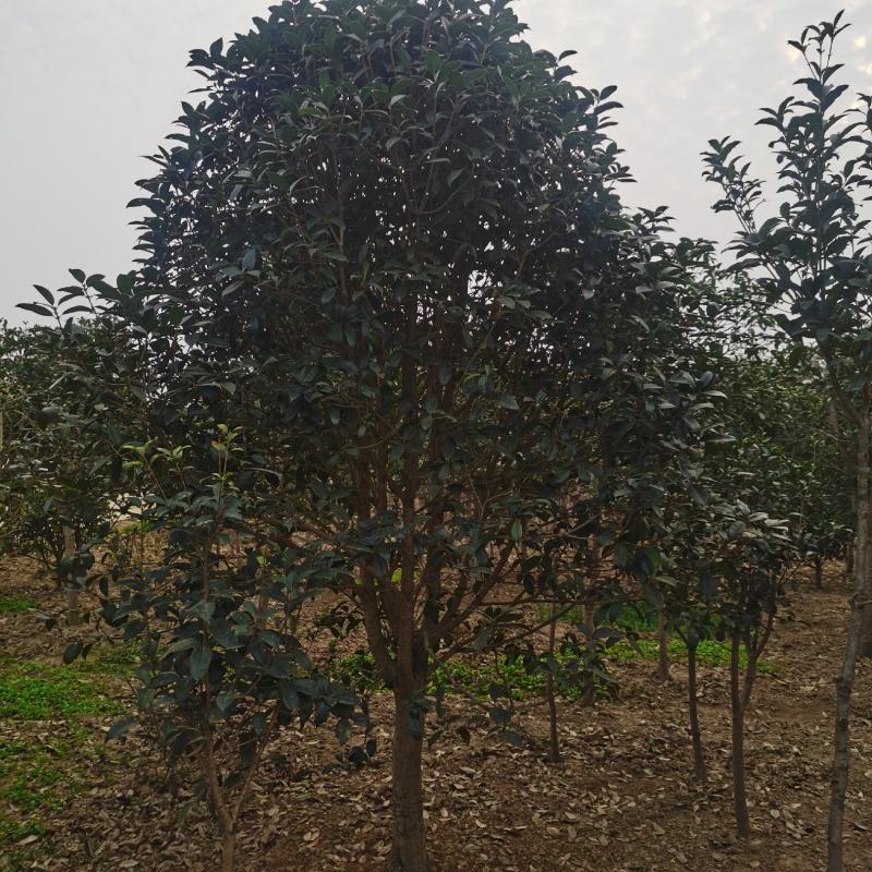 精品桂花8公分至30公分的乔灌木常绿植物