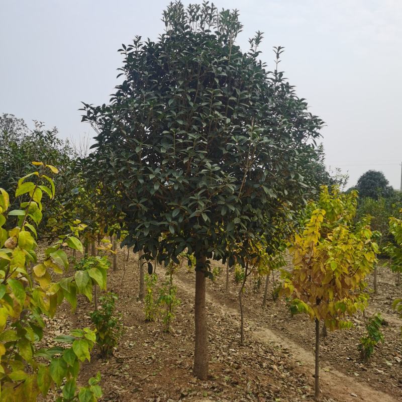 精品桂花8公分至30公分的乔灌木常绿植物