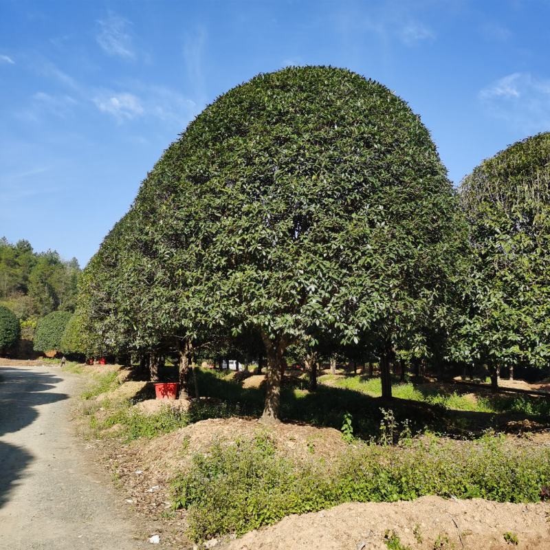 精品桂花8公分至30公分的乔灌木常绿植物