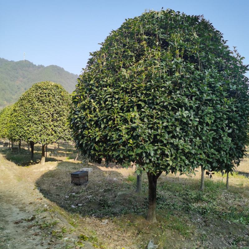 精品桂花8公分至30公分的乔灌木常绿植物