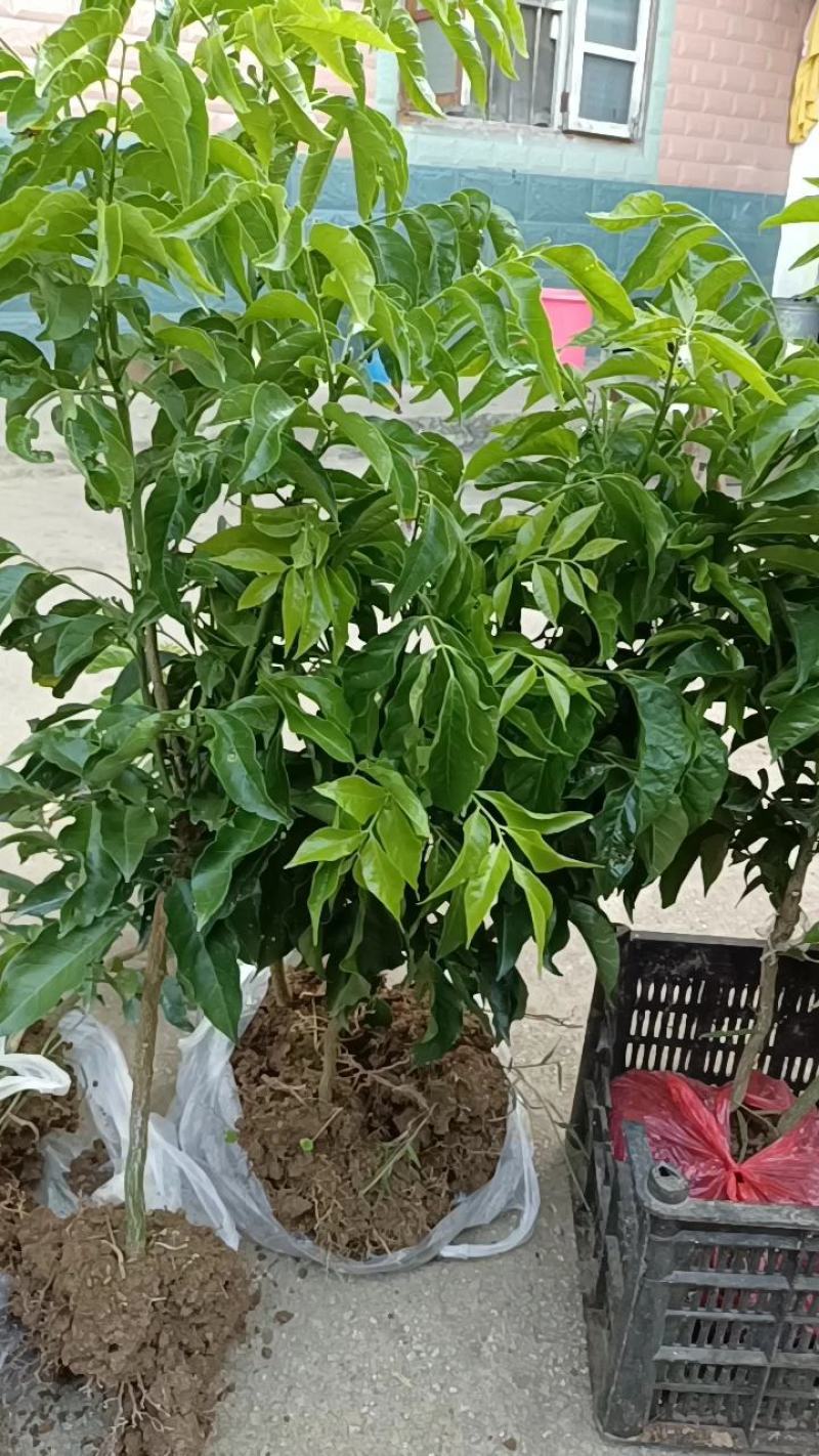 鸡心黄皮果苗，鸡心黄皮果嫁接苗，60-100公分