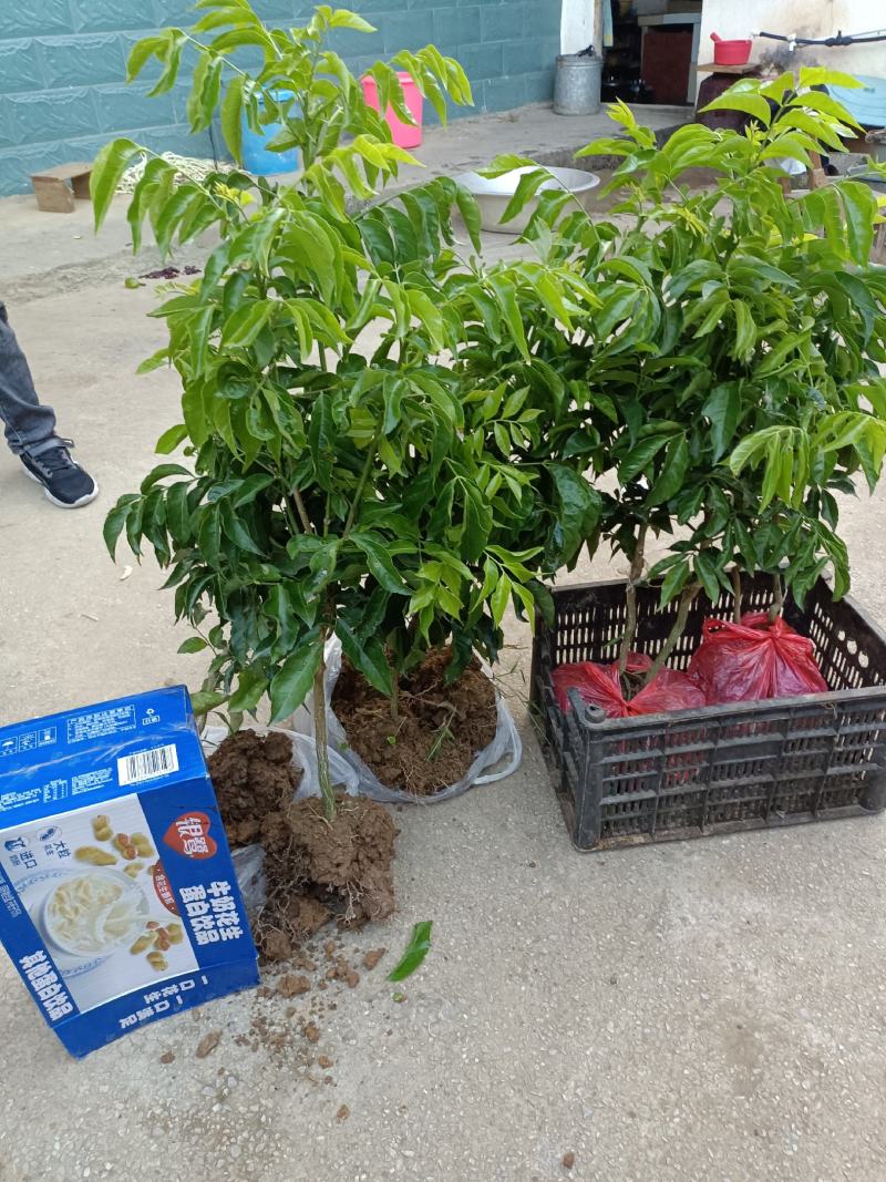 鸡心黄皮果苗，鸡心黄皮果嫁接苗，60-100公分