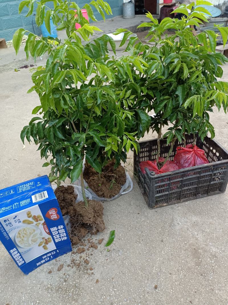 鸡心黄皮果苗，鸡心黄皮果嫁接苗，60-100公分