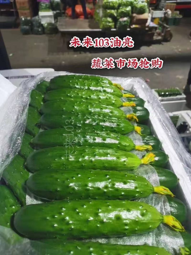 强雌大苞旱黄瓜种子未来103黄瓜种子油亮型黄瓜种籽耐寒