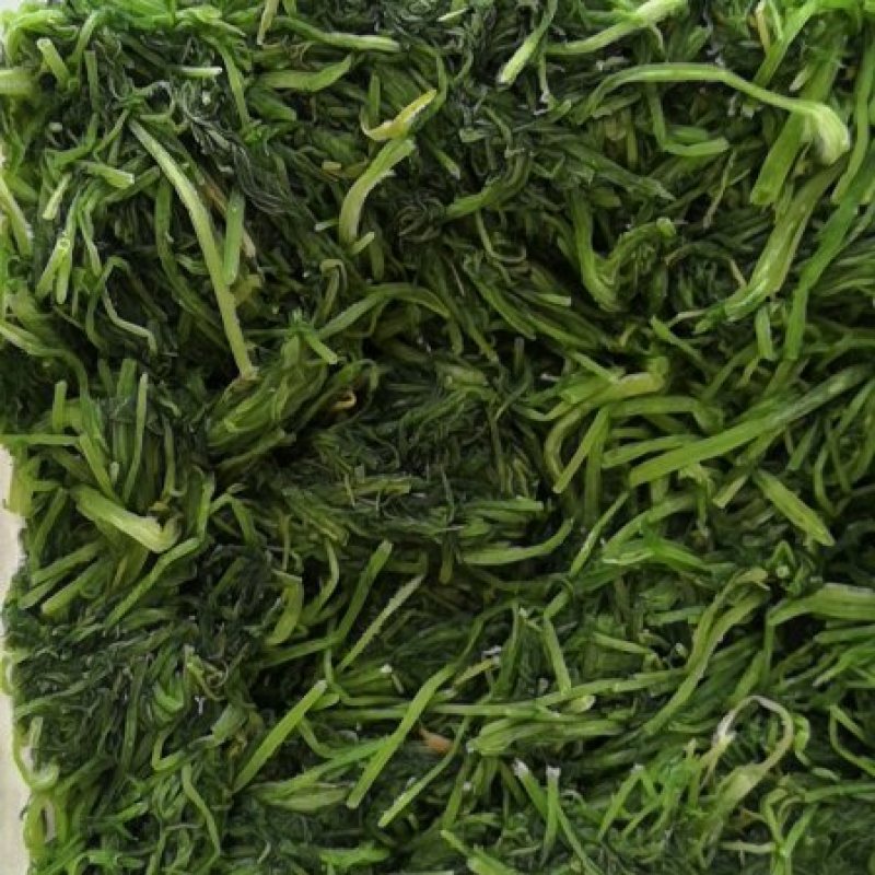 茴香新鲜嫩茴香包饺子必备冷冻茴香