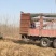 泡桐基地批发规格齐全价格优惠根系发达无病虫害