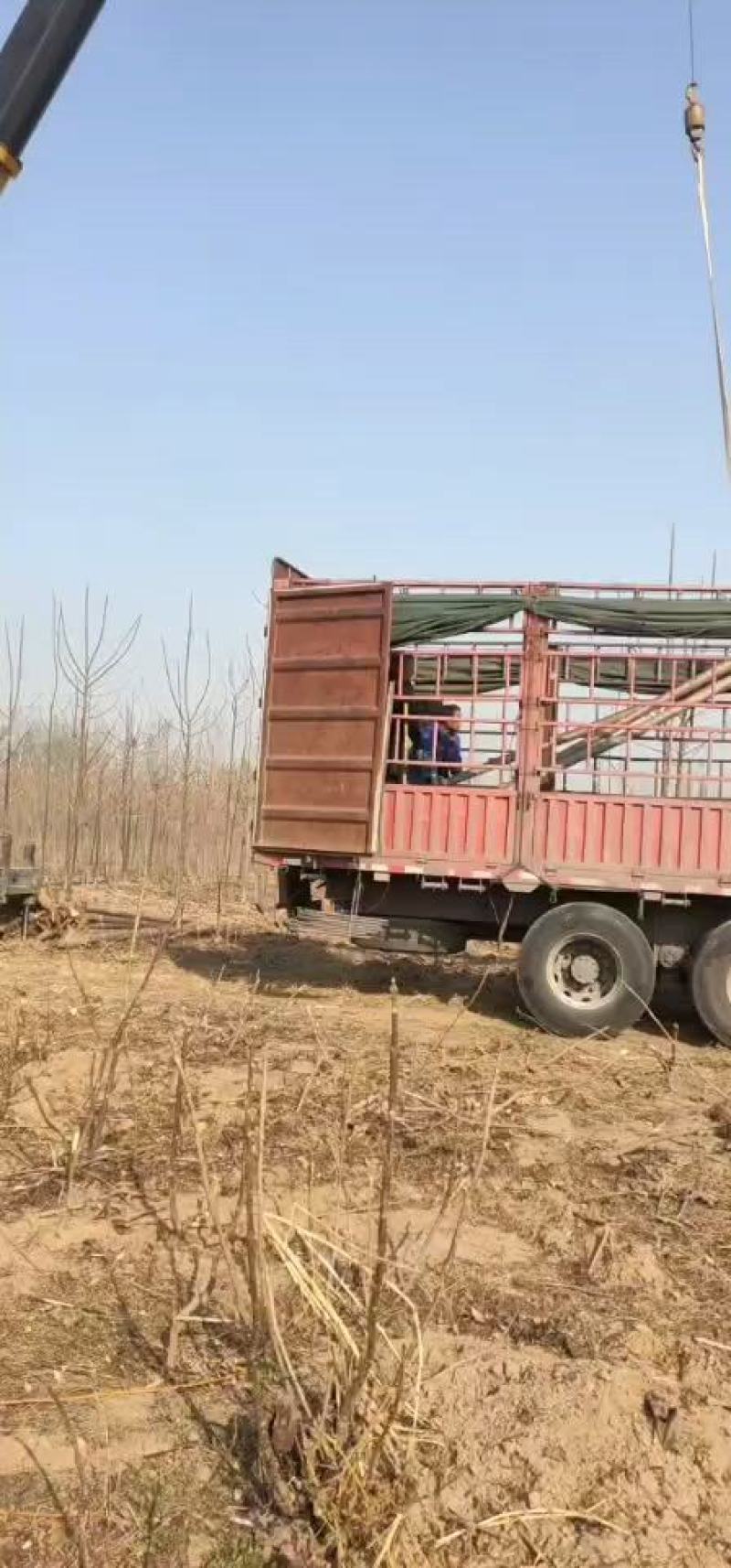 泡桐基地批发规格齐全价格优惠根系发达无病虫害