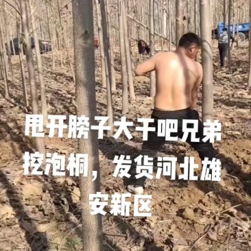 泡桐基地批发规格齐全价格优惠根系发达无病虫害