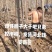 泡桐基地批发规格齐全价格优惠根系发达无病虫害