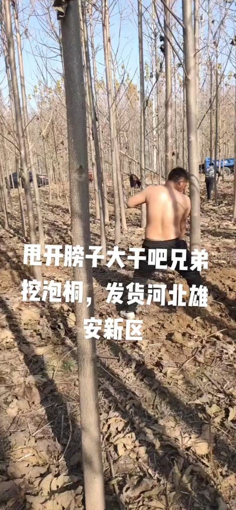 泡桐基地批发规格齐全价格优惠根系发达无病虫害