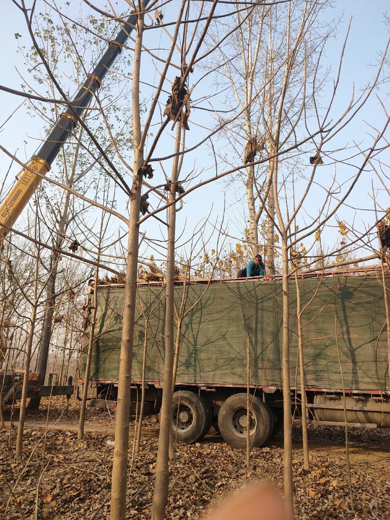 泡桐基地批发规格齐全价格优惠根系发达无病虫害