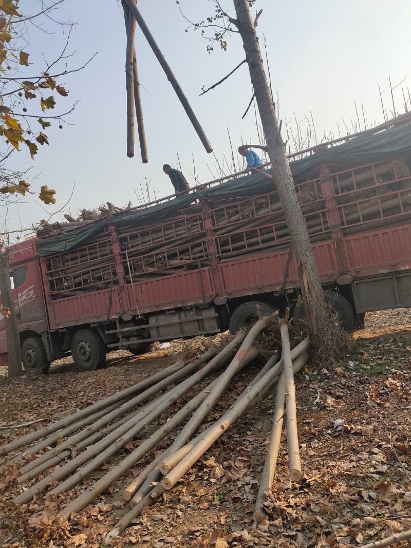 泡桐基地批发规格齐全价格优惠根系发达无病虫害