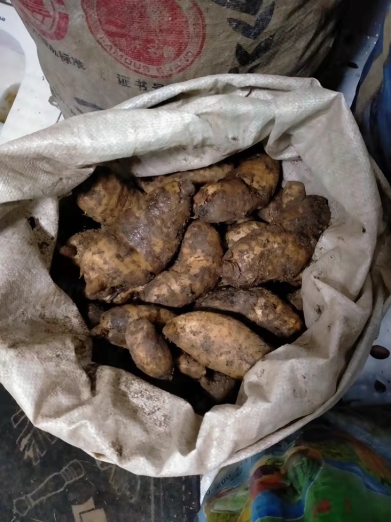 新鲜天麻，还有存货，年后预售中