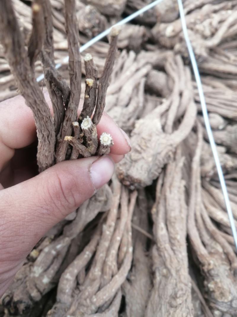 出售甘肃岷县当归质量颜色都是杠杠滴，好欢迎新老客户前来选