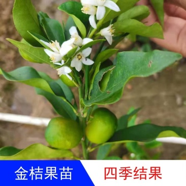 食用脆皮金桔苗，脆蜜桔营养杯苗嫁接，四季结果