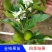 食用脆皮金桔苗，脆蜜桔营养杯苗嫁接，四季结果