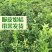 食用脆皮金桔苗，脆蜜桔营养杯苗嫁接，四季结果