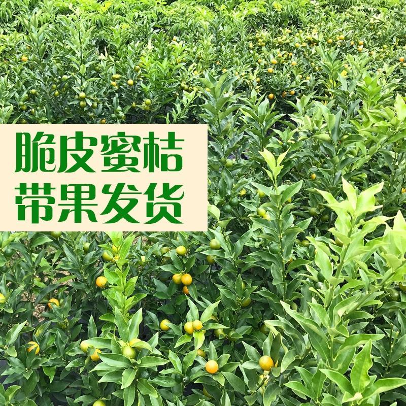 食用脆皮金桔苗，脆蜜桔营养杯苗嫁接，四季结果