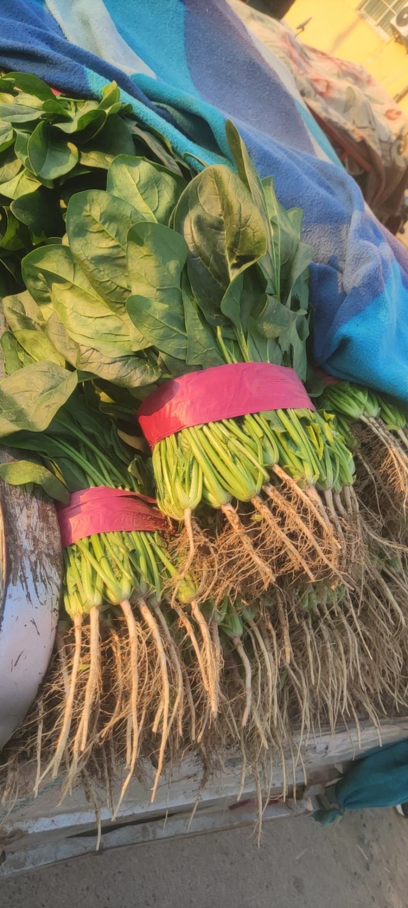 精品菠菜，欢迎全国各地的老板前来选购。。。。。。。