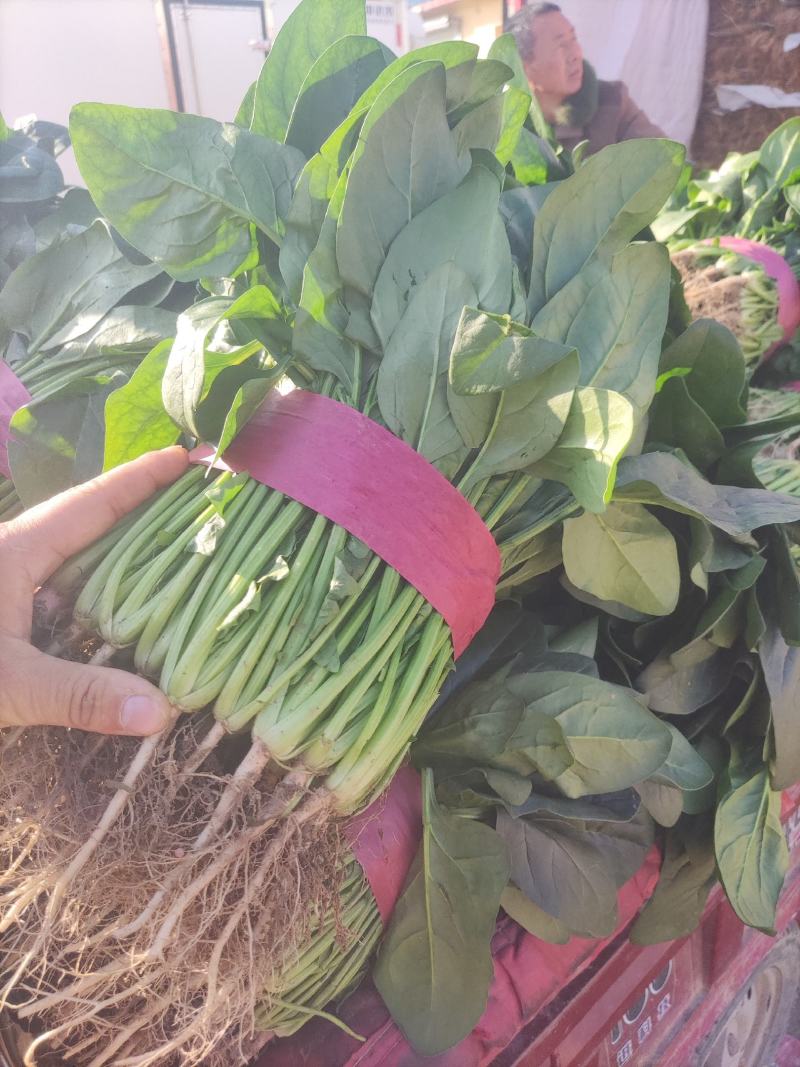 精品菠菜，欢迎全国各地的老板前来选购。。。。。。。
