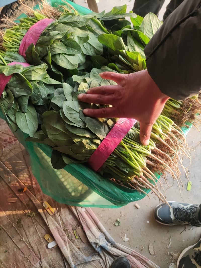 精品菠菜，欢迎全国各地的老板前来选购。。。。。。。