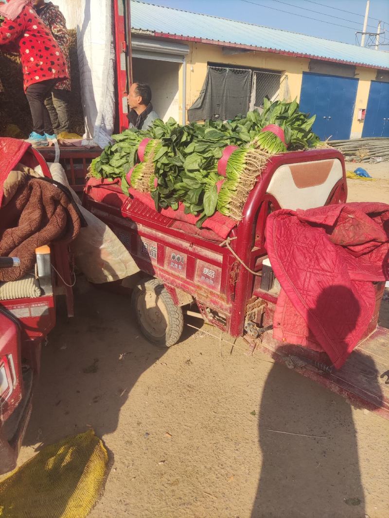 精品菠菜，欢迎全国各地的老板前来选购。。。。。。。