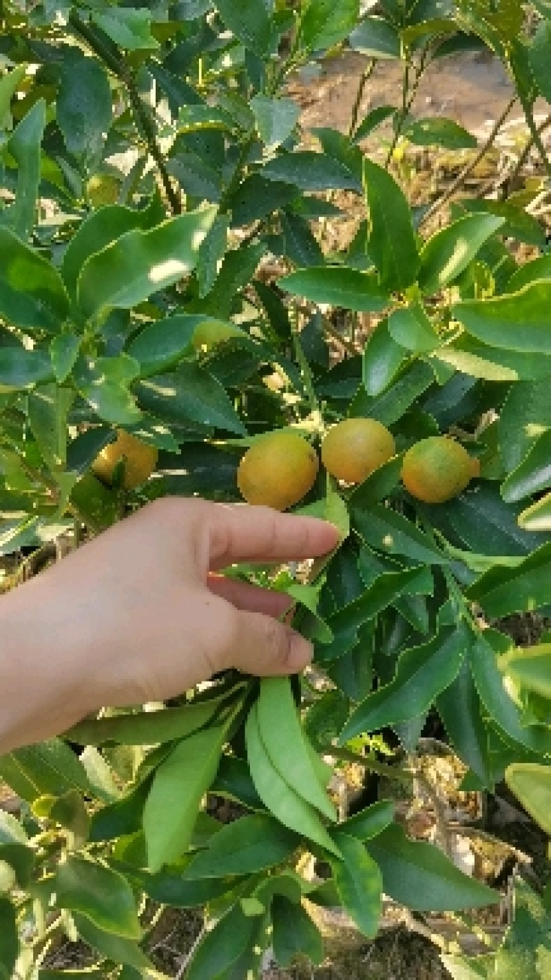 食用脆皮金桔苗，脆蜜桔营养杯苗嫁接，四季结果