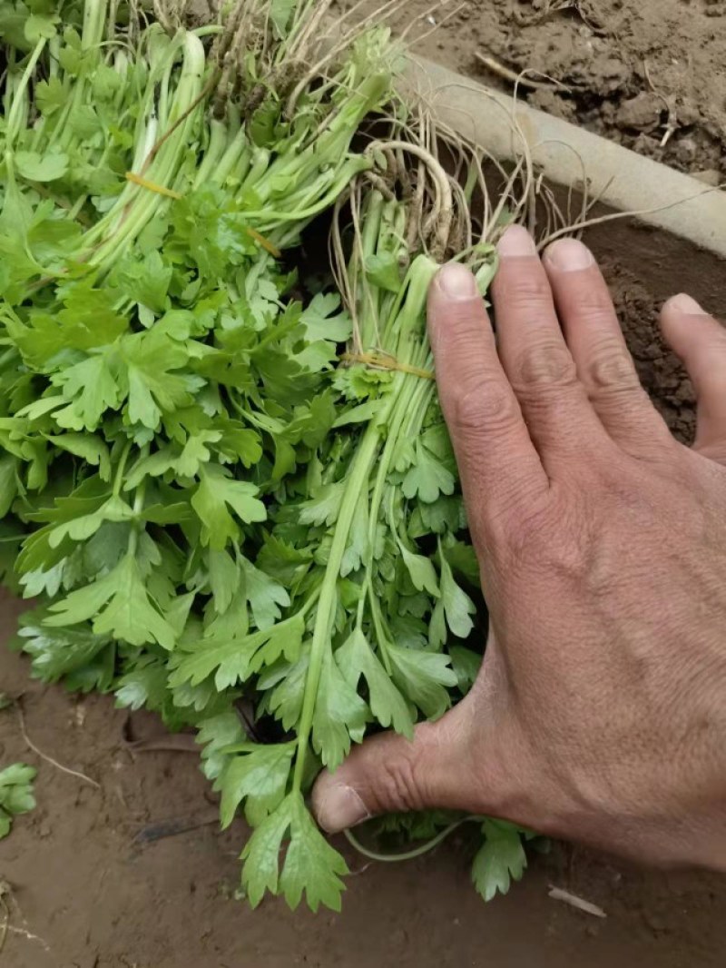 【芹菜苗】法国皇后芹菜苗包技术包售后全国发货