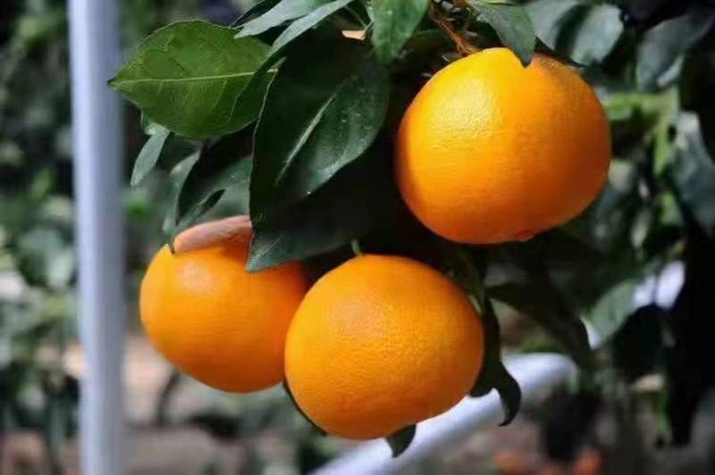 柑橘品种爱媛48为甘平与红美人的杂交后代晚熟化渣性特强