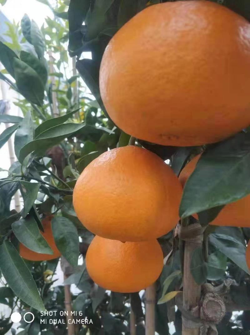 柑橘品种爱媛48为甘平与红美人的杂交后代晚熟化渣性特强