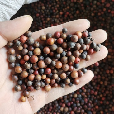 天竺子南天朱子质量保证中药材批发零售