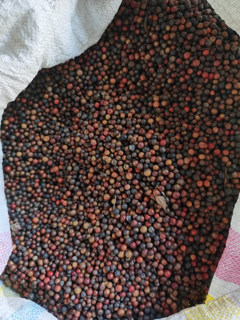 天竺子南天朱子质量保证中药材批发零售