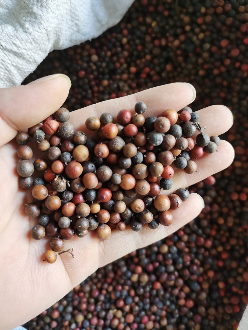 天竺子南天朱子质量保证中药材批发零售