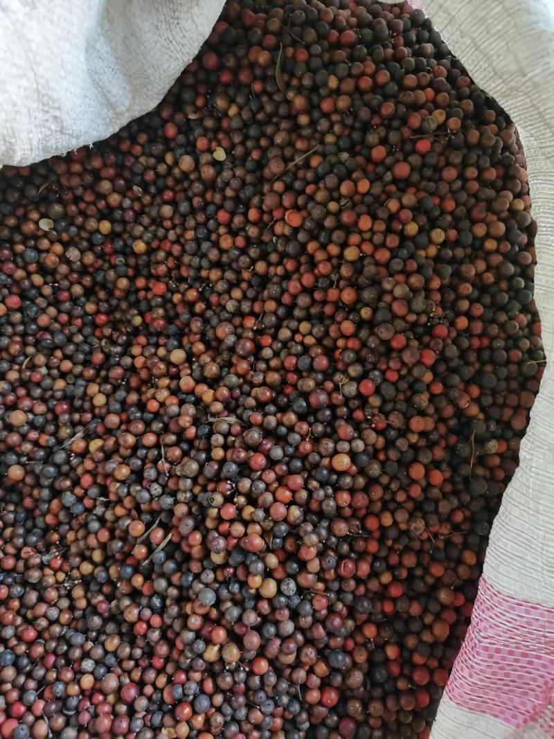 天竺子南天朱子质量保证中药材批发零售