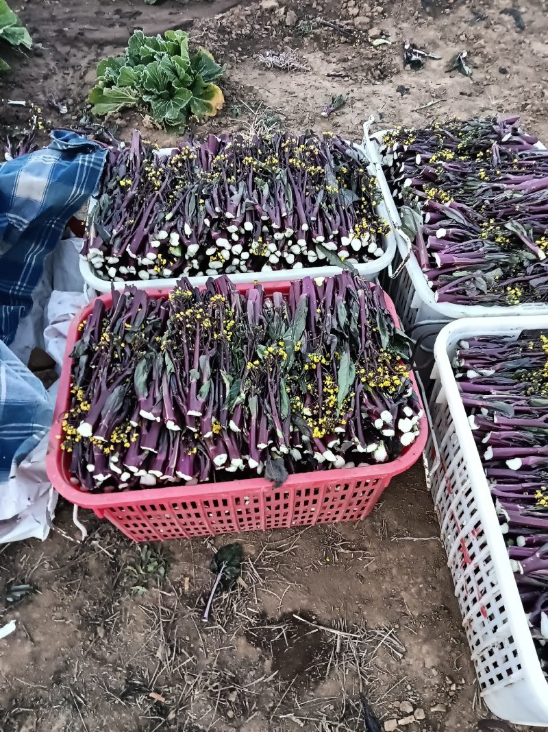 十月红，红菜苔，