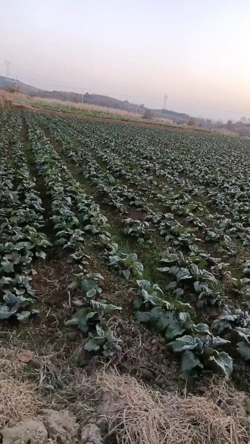 十月红，红菜苔，