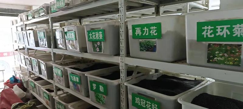 新采法国冬青种子工程绿化园林种植大叶冬青小叶冬青