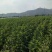 新采法国冬青种子工程绿化园林种植大叶冬青小叶冬青